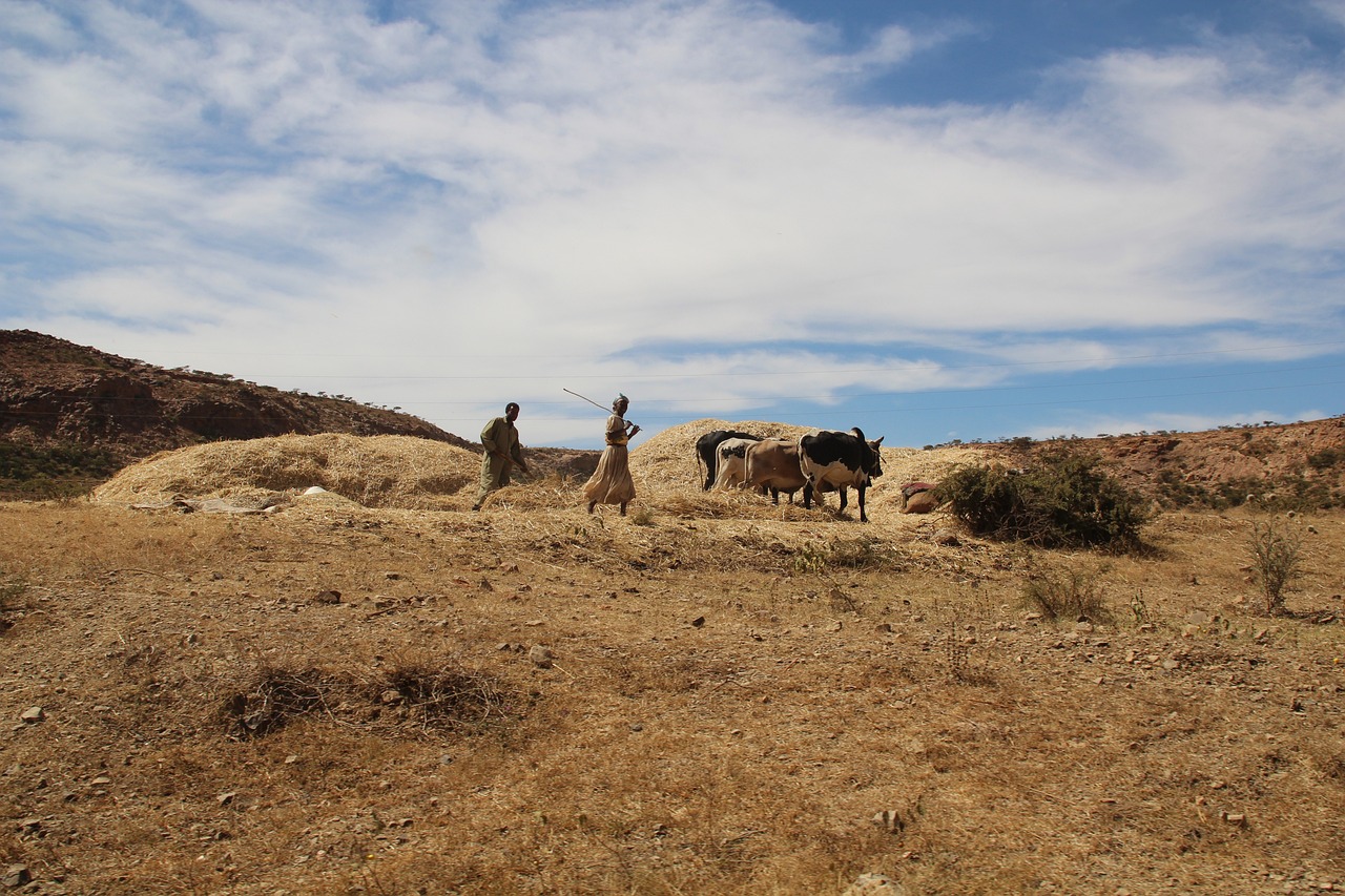 africa-2363380_1280.jpg