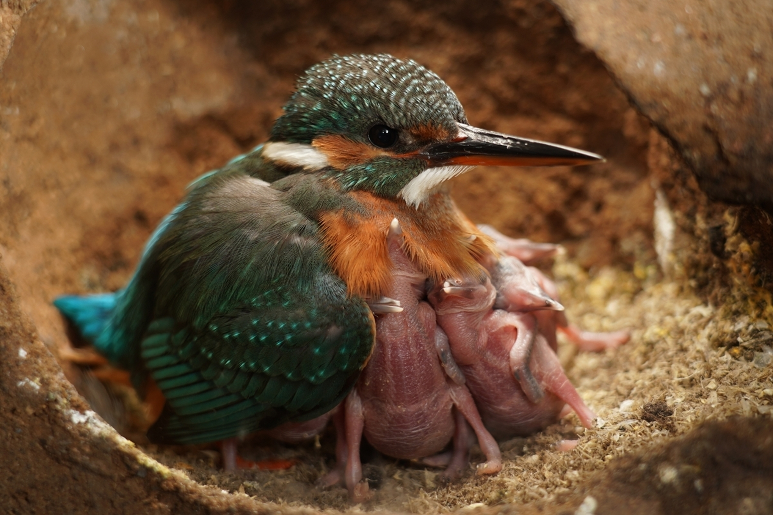 A very cute and caring Kingfisher that protects its fledgling Chicks