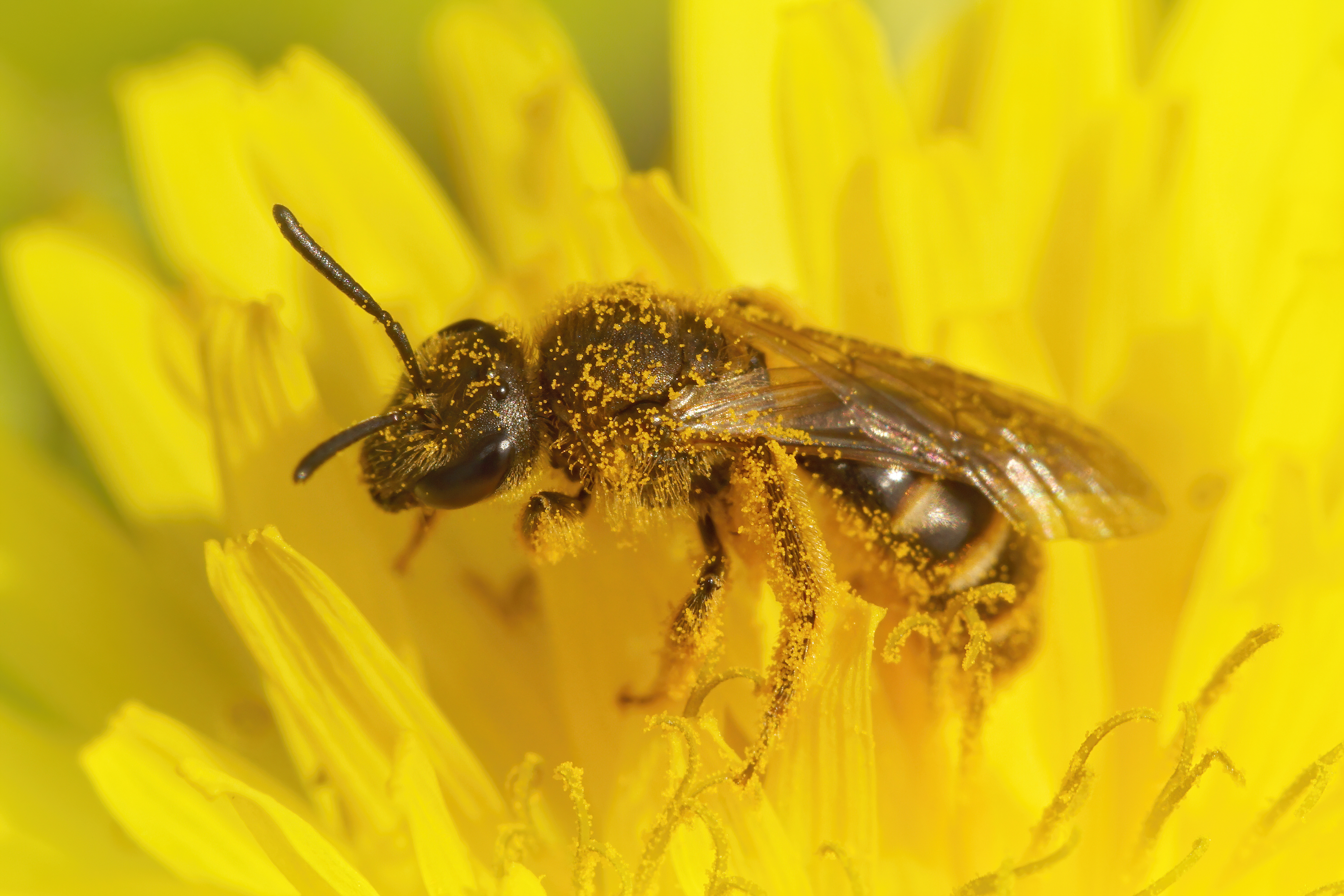 Gewöhnliche Schmalbiene - Lasioglossum calceatum