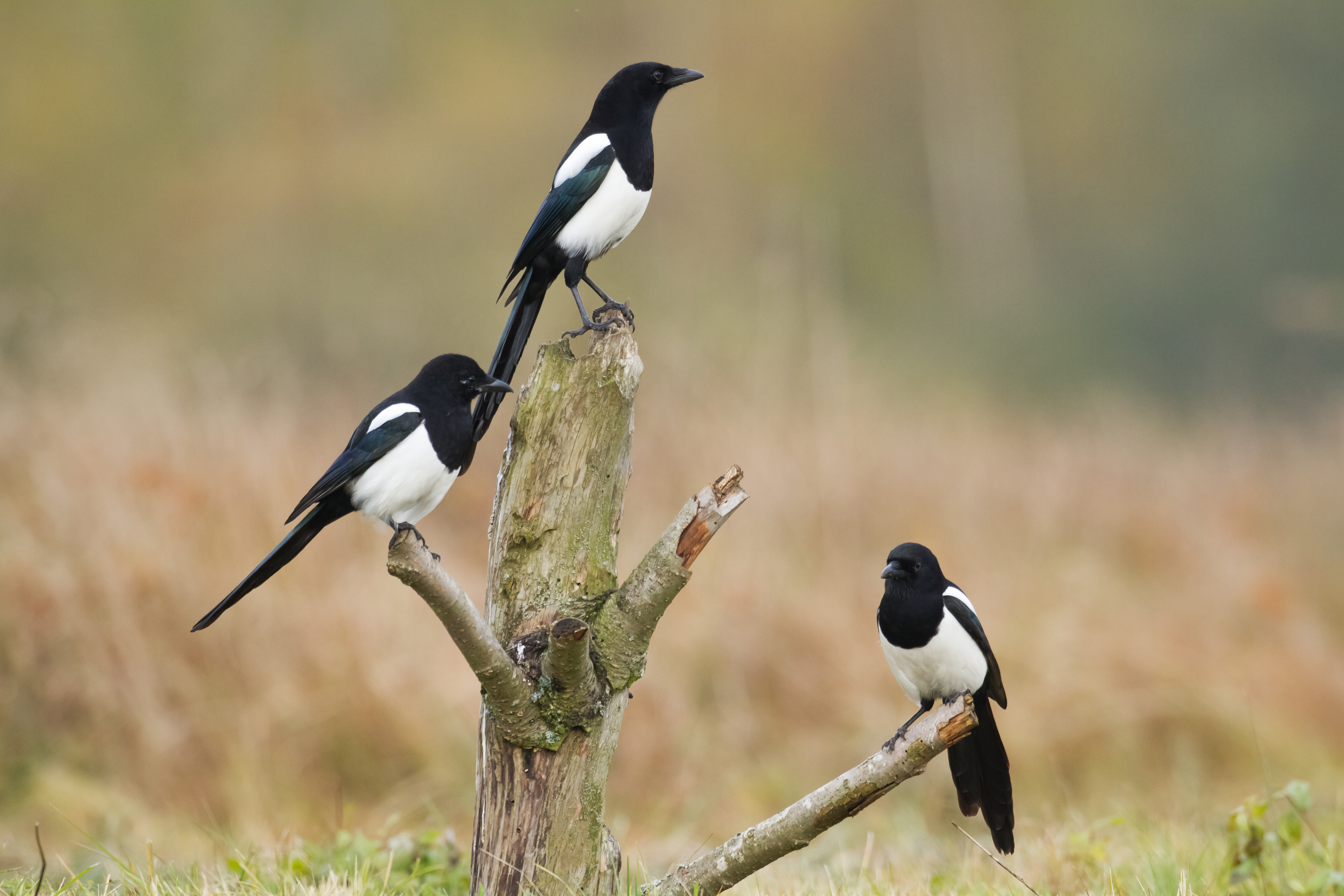 Birds - three Magpies (Pica pica) perched on dead tree